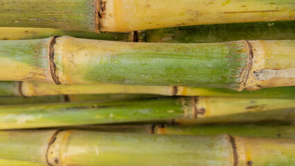 Close up of bamboo or Sugarcane  background texture