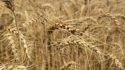 Fototapeta premium Golden wheat field background texture