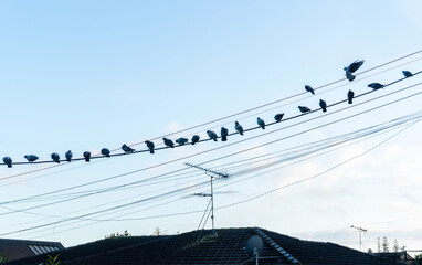Birds perched on power lines above residential houses. Auckland.