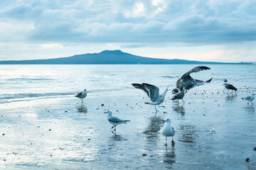Seagulls fighting on the beach. Rangitoto Island in the background. Takapuna Beach. Auckland.