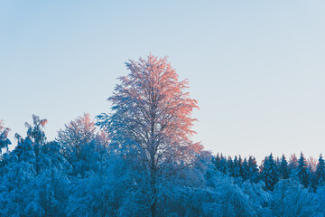 Winter time in the cultural landscape of Toten, Norway, in January. Image shot in the area between...