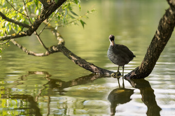 Young coot bird on a tree branch in water