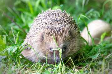 Der Igel hinter dem Grashalm