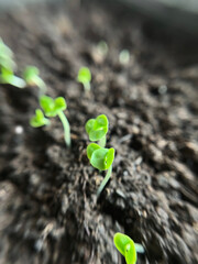 Small sprouts of arugula grow in the ground in a greenhouse