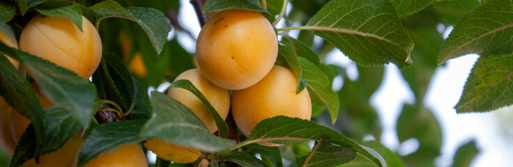 Plum fruits grow on a branch. Plum branch close-up. Yellow plum fruits among green leaves on a...