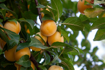 Plum fruits grow on a branch. Plum branch close-up. Yellow plum fruits among green leaves on a...