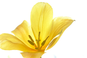 tulip flowers bloomed in spring in the field