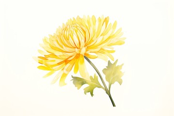 A watercolor painting of a yellow chrysanthemum flower.