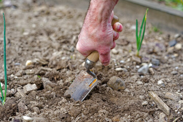 High angle view of small shovel gardening tool with male hand at vegetable bed of home garden at...