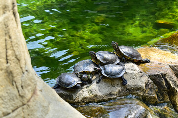 Close-up of Red-eared slider sunbathing on the rocks in the pool. Tortoise in the public park with...