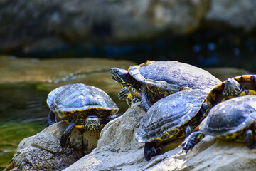 Close-up of Red-eared slider sunbathing on the rocks in the pool. Tortoise in the public park with...