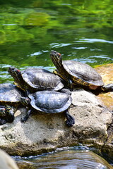 Fototapeta premium Close-up of Red-eared slider sunbathing on the rocks in the pool. Tortoise in the public park with water. Wild animals and nature scene.