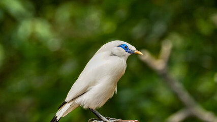 Naklejka premium The close up of a Bali myna, a white bird in the park. Animal and nature scene.