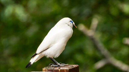 The close up of a Bali myna, a white bird in the park. Animal and nature scene.