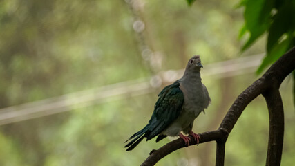 A green imperial pigeon on the tree branch, and the pigeon is tilting the head to the side. Bird Watching. Wild animal concept.