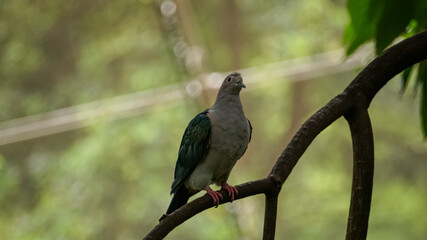 A green imperial pigeon on the tree branch, and the pigeon is tilting the head to the side. Bird Watching. Wild animal concept.
