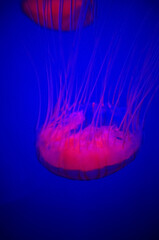 The jellyfish in motion in color. Close-up of the jellyfish. Jellyfish in the water. Animal concept.