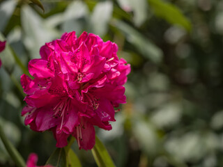 日本の石楠花の花