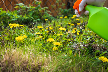 Gardener spraying weed killer on to dandelion weed growing in garden