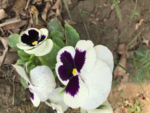 bee on a pensy flower