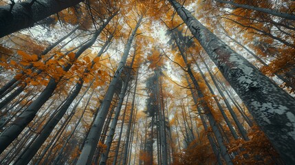 Surrounded by Tall Trees, low angle shot - Autumn season
