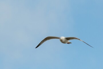 flying seagull in front of a blue sky