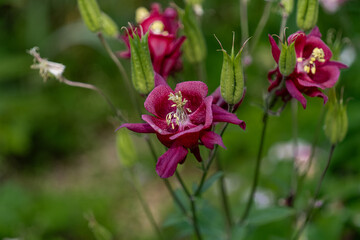 セイヨウオダマキ