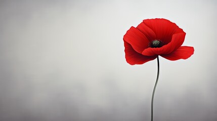 Single bright red poppy on a smooth grey background, striking a balance between bold color and subdued minimalism
