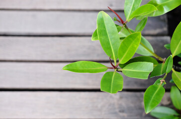 Close up on cock leaf plants branch or Crabapple mangrove forest with wooden bridge background, Flat lay in nature