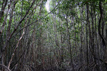 Fototapeta premium Destination environmental conservation in cock plants or Crabapple mangrove forest with natural sunlight