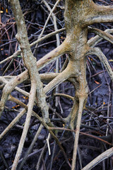 Roots in mud of Cock plants or Crabapple Mangrove of Mangrove Forest in tropical rain forest of Thailand
