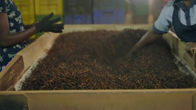 Workers sort dried tea leaves on sifting machine at factory. Authentic manual process enriches tea flavor, traditional industry. Employees ensure quality, integrity of loose tea production. Slowmo