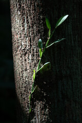 sapling growing on the old trunk, sunlight dramatically shine on the side, in Keelung city, Taiwan.