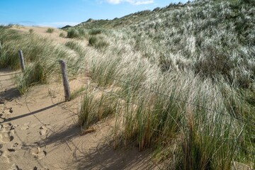 dune landscape on the north sea in the netherlands
