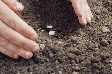 Hands planting seeds in the ground. Selective focus. nature.