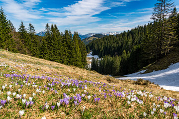 Spring hike to the Immenstadter and Gschwender Horn near Immenstadt in the Allgau
