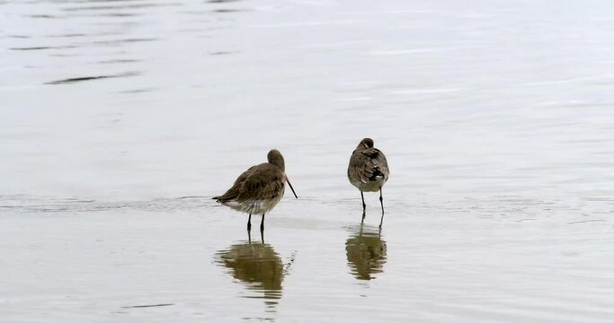 Bird with a slender beak amidst tranquil water, apt for environmental awareness content.