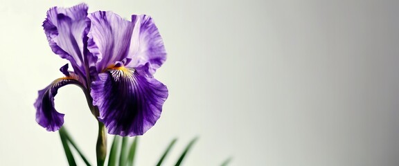 'background iris Violet isolated white Flower Purple Blue Summer Japanese Leaf Single Light Pattern Nature Spring Floral Beauty Color Plant Beautiful Day Petal Stem'