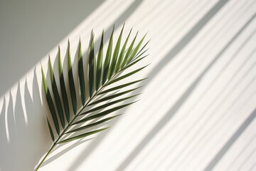 Fototapeta premium Palm leaf on white wall and shadow.