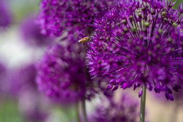 초여름 꿀을 모으고 있는 꿀벌 