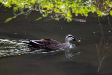 도림천의 흰뺨검둥오리