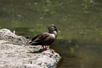 도림천의 청둥오리 