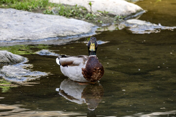 도림천의 청둥오리 
