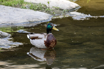 도림천의 청둥오리