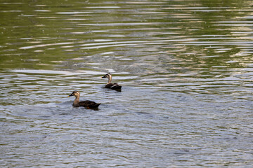 안양천의 청둥오리 