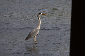 안양천의 왜가리 