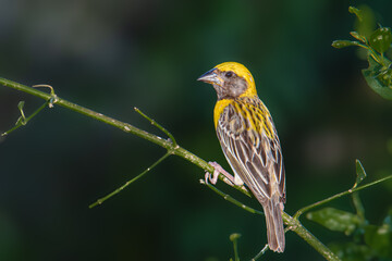 Baya Weaver © Bhargav