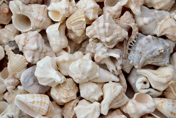 sea shells background, close-up, top view