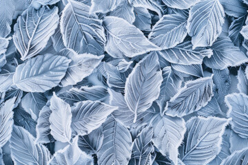 Textured surface of leaves covered in frost, showcasing intricate ice crystals and frost patterns. Frosty leaf textures offer a wintry and natural backdrop