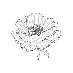 Black line drawing of stylized peony flower on white background. Vector illustration. Element for design in line art style for greeting card, wedding invitation, coloring book.